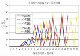 肖尼碧根果